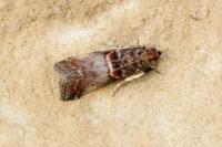 Acrobasis advenella