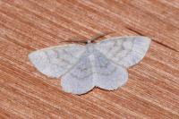 Cabera exanthemata