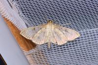 Patania ruralis