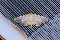 Patania ruralis
