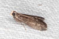 Eccopisa effractella