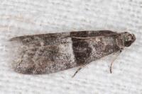 Elegia atrifasciella