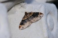 Xanthorhoe ferrugata