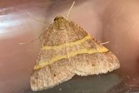 Perigune narbonea