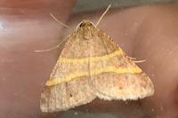 Perigune narbonea