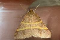 Perigune narbonea