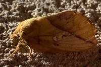Euthrix potatoria