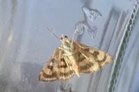 Pyrausta ostrinalis