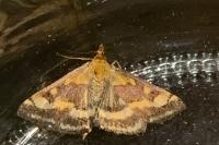 Pyrausta ostrinalis
