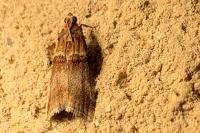 Acrobasis tumidana