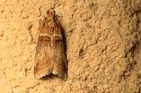 Acrobasis tumidana