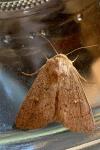 Mythimna ferrago
