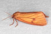 Diacrisia sannio