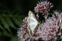 Cydalima perspectalis