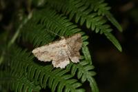 Menophra abruptaria