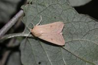 Mythimna vitellina