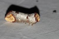 Phalera bucephala