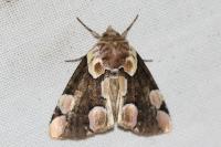 Thyatira batis