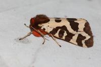 Arctia caja
