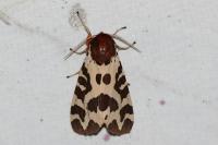 Arctia caja
