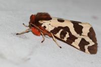 Arctia caja