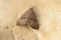 Hypena proboscidalis