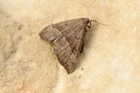 Hypena proboscidalis