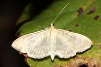 Patania ruralis