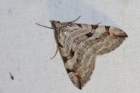 Aplocera efformata