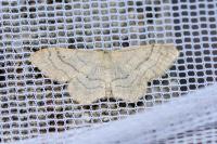 Idaea aversata