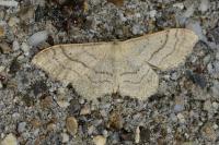 Idaea aversata