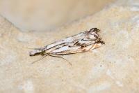 Catoptria falsella