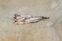 Catoptria falsella