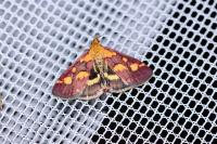 Pyrausta purpuralis