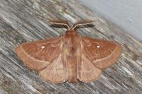 Lasiocampa trifolii trifolii