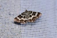 Epirrhoe tristata