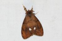 Orgyia antiqua