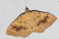 Camptogramma bilineata