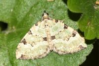 Colostygia pectinataria
