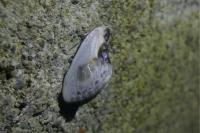 Cilix glaucata