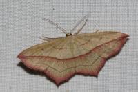 Timandra comae
