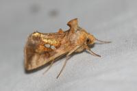 Chrysodeixis chalcites