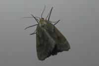 Pachycnemia hippocastanaria hippocastanaria