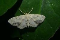 Idaea dimidiata
