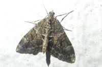 Thera britannica/variata