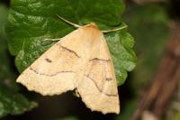 Crocallis elinguaria