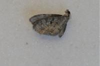 Eupithecia
