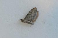 Eupithecia
