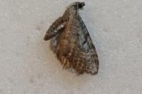 Eupithecia