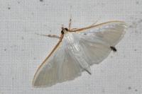 Palpita vitrealis